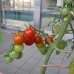 トマトの成長の様子